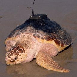 Влад, Горловка