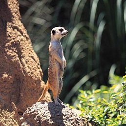 Маришка, Санкт-Петербург