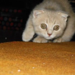 Лиза, Москва