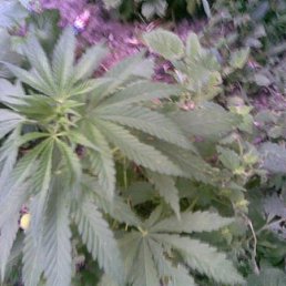 Лёша, Санкт-Петербург