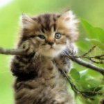 Валерия, Горловка