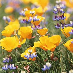 Иришка, Кировск