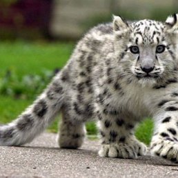 Artur, Нижний Новгород