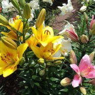 Ксюша, Домодедово