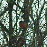 Гоги, Санкт-Петербург