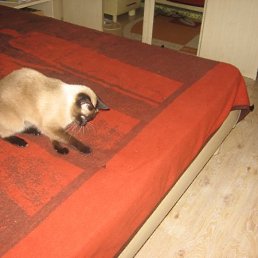 Наташа, Донецк