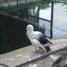 Катюха, Нижний Новгород