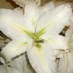 Вики, Санкт-Петербург