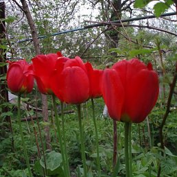 Карина, Киев