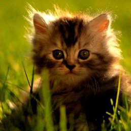 Вова, Верхняя Салда