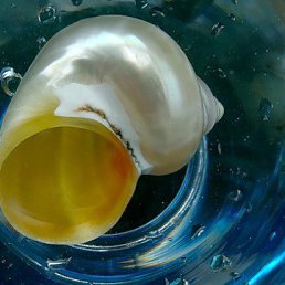 Саша, Макаров