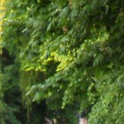 Соловей, Староминская