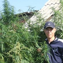 Александер, Москва