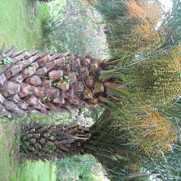 Венера, Алматы