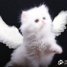 Витя, Липецк