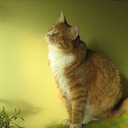 Лиза, Москва