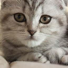 Николай, Санкт-Петербург