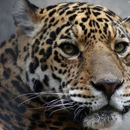 Таня, Москва