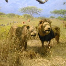 Игорь, Москва