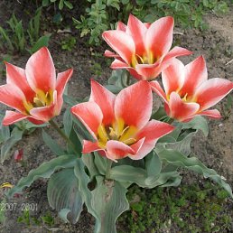 Макс, Москва